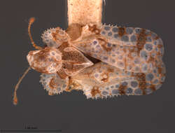 Image of Morrill lace bug