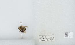 Слика од Bombus affinis Cresson 1864