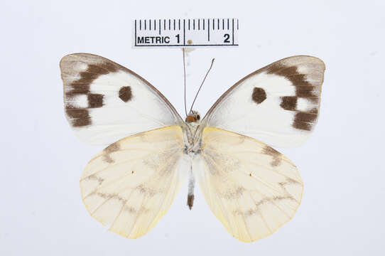 Image of Appias phoebe (Felder & Felder 1861)