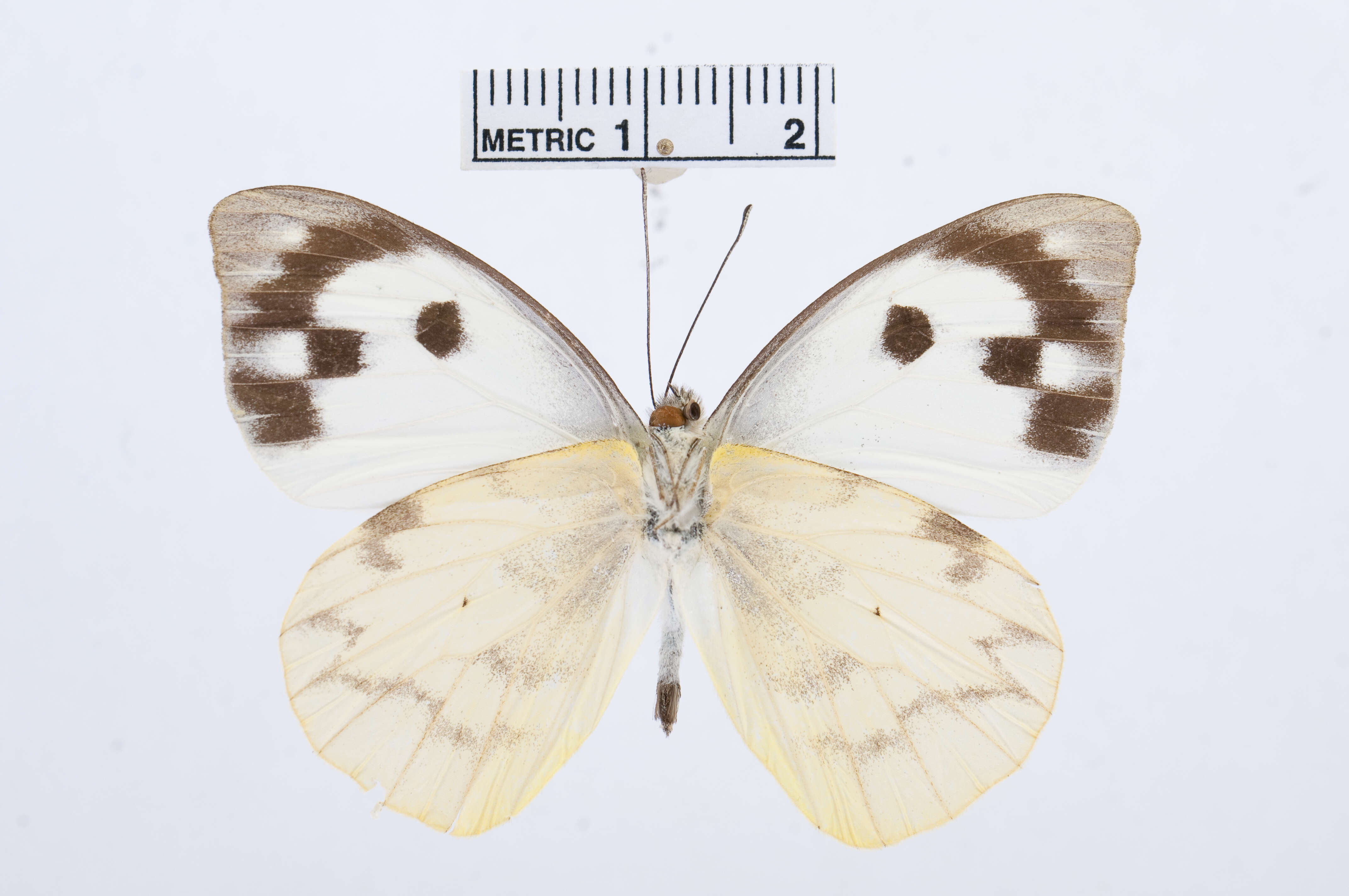 Image of Appias phoebe (Felder & Felder 1861)