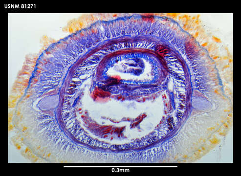 Image of Paramicrurinella falklandica Gibson 1985