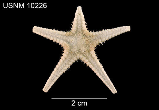 Image of Cheiraster subgen. Barbadosaster A. M. Clark 1981