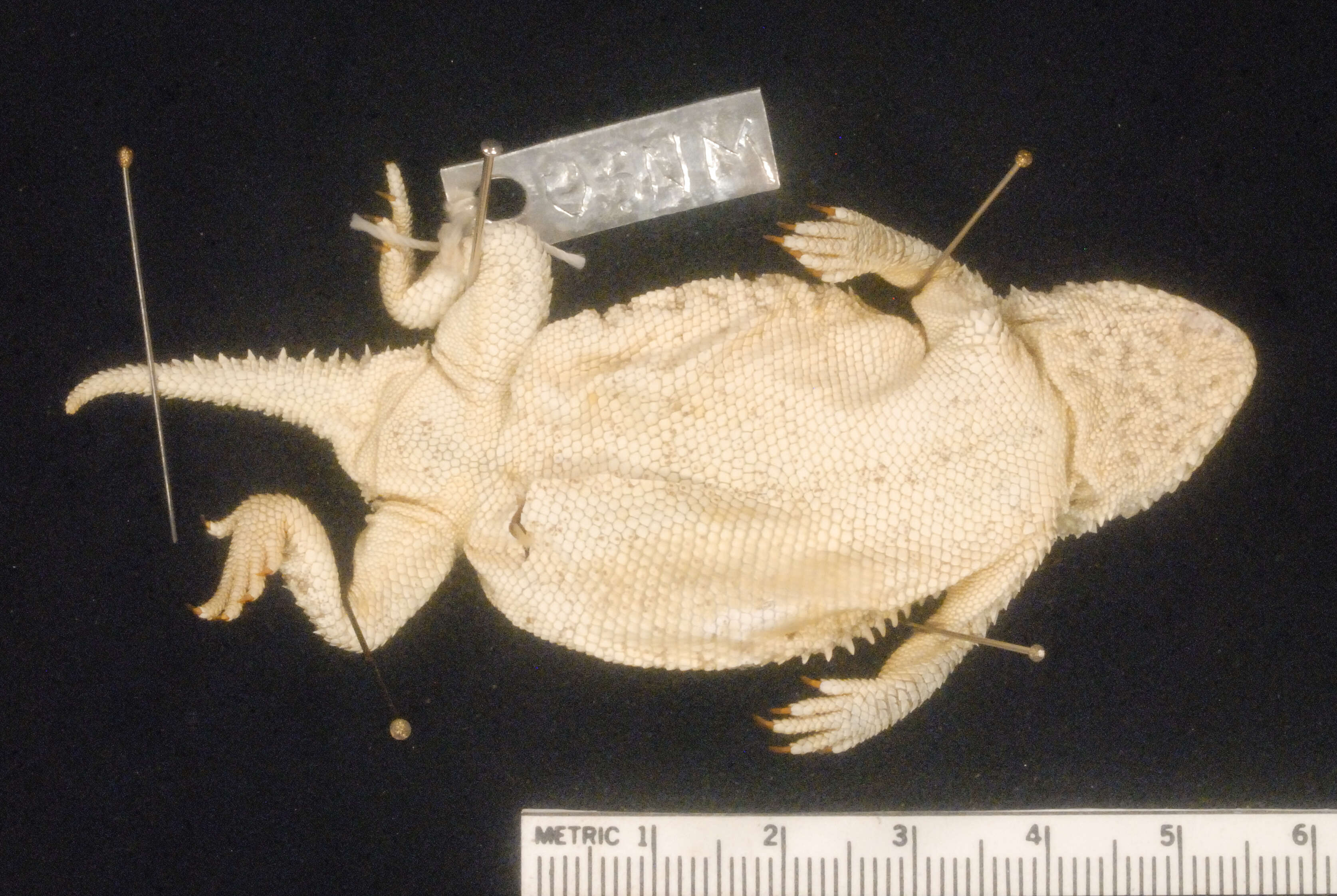 Image of Greater Short-horned Lizard