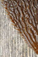 Image of Phaeophyceae