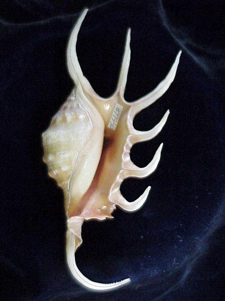 Image of orange spider conch