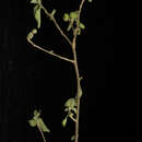 Image of Bernardia chiangii A. Cerv. & Flores Olv.