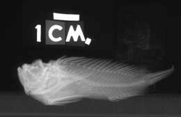 Image of Midget stonefish