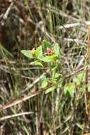 Imagem de Rhexia petiolata Walt.