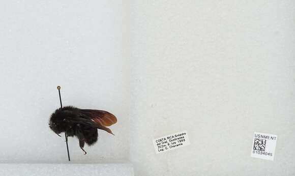 Image of Bombus pullatus Franklin 1913