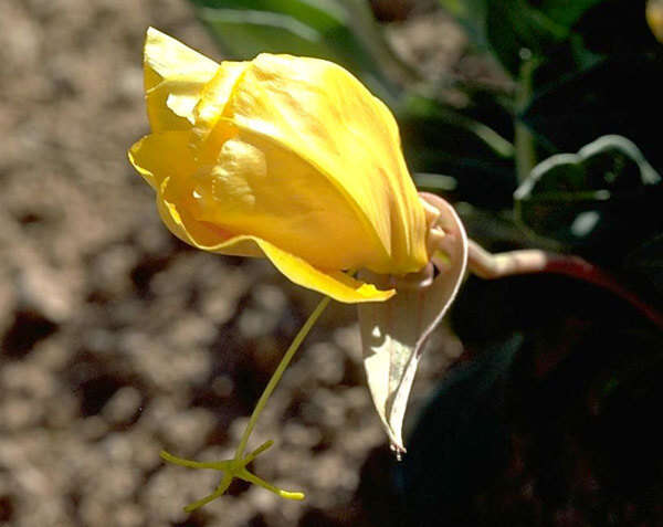 Oenothera macrocarpa subsp. incana (A. Gray) W. L. Wagner resmi