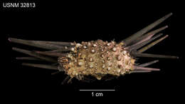 Image of Burrowing urchin