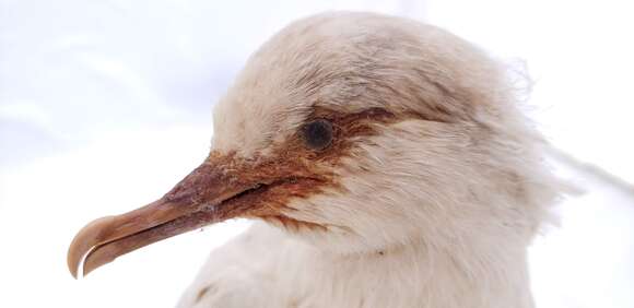 Plancia ëd <i>Puffinus tenuirostris</i> (Temminck 1836)