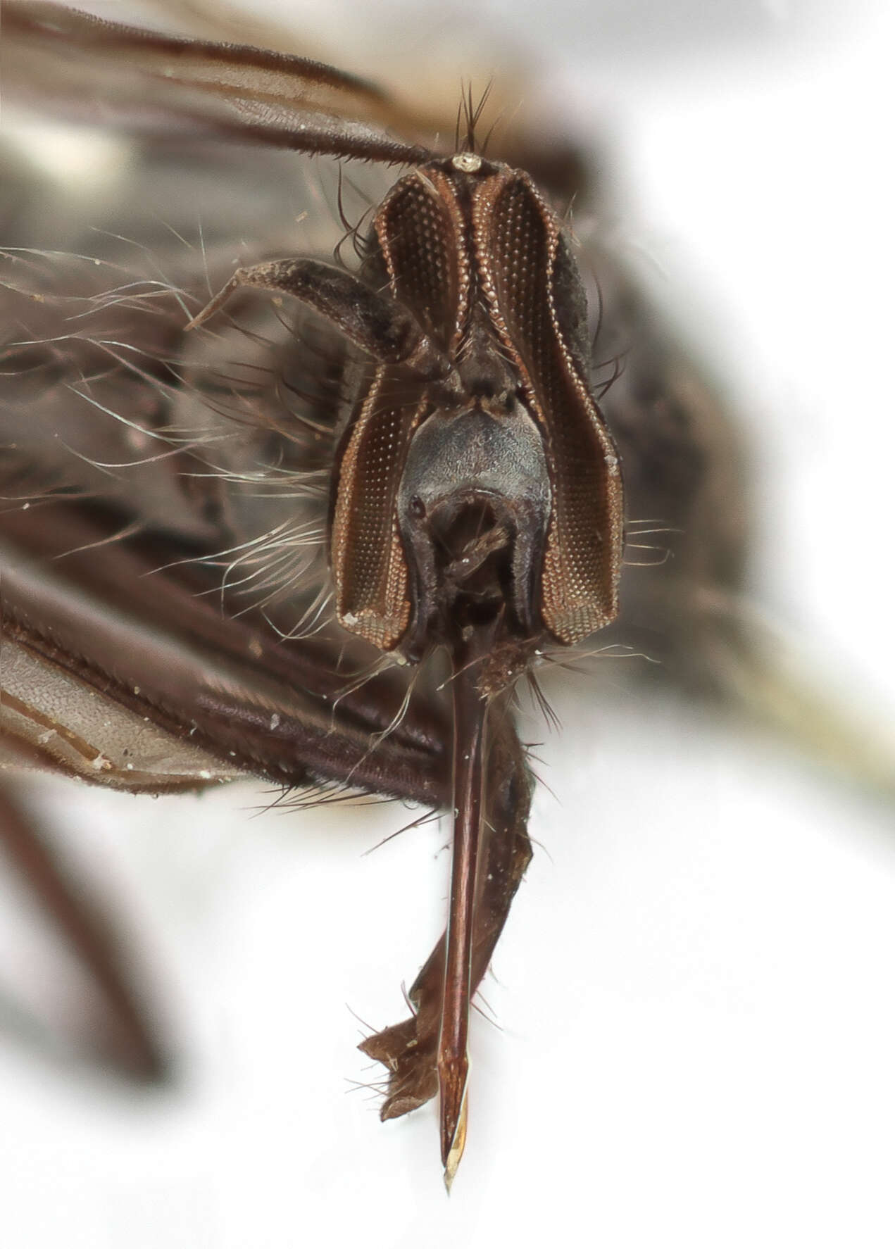 Image of Rhamphomyia albopilosa Coquillett 1900
