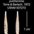 Image of <i>Capillacea <i>pulcherrima</i></i> pulcherrima