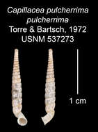 Imagem de <i>Capillacea <i>pulcherrima</i></i> pulcherrima