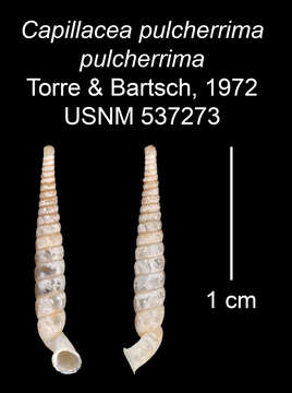 Imagem de <i>Capillacea <i>pulcherrima</i></i> pulcherrima