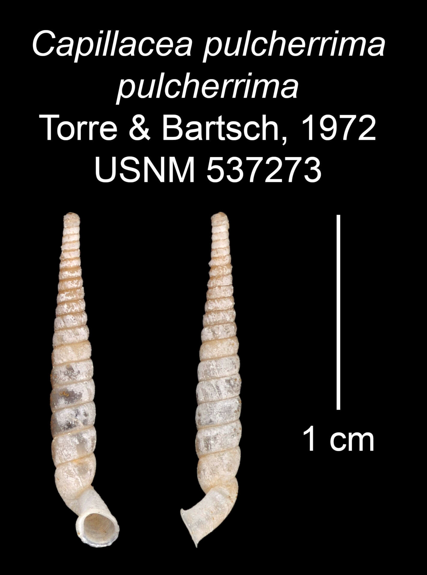 Imagem de <i>Capillacea <i>pulcherrima</i></i> pulcherrima