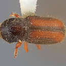 Image of Scolytodes varius Wood 1977