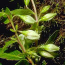 Image of Vaccinium cereum (L. fil.) Forst. fil.