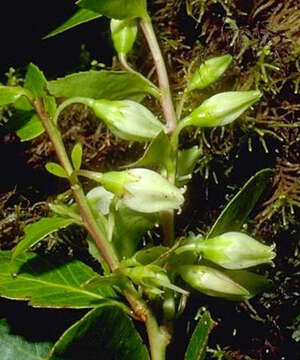 Image of Vaccinium cereum (L. fil.) Forst. fil.