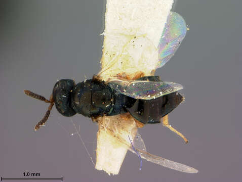 Image of Parasitoid wasp