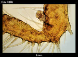 Image of Cilunculus cactoides Fry & Hedgpeth 1969