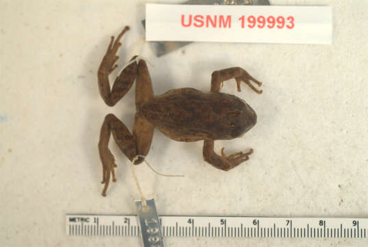 Image of Pristimantis cryophilius (Lynch 1979)