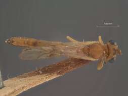 Image of Parasitoid wasp