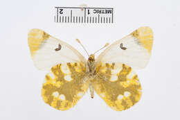 Image of Sooty Orange Tip