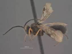 Image of Chelonus chilensis Viereck 1912