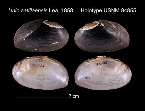 Image of Unio satillaensis I. Lea 1858
