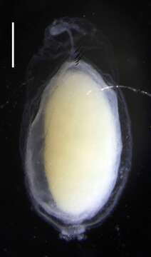 Image of Resomia ornicephala Pugh & Haddock 2010