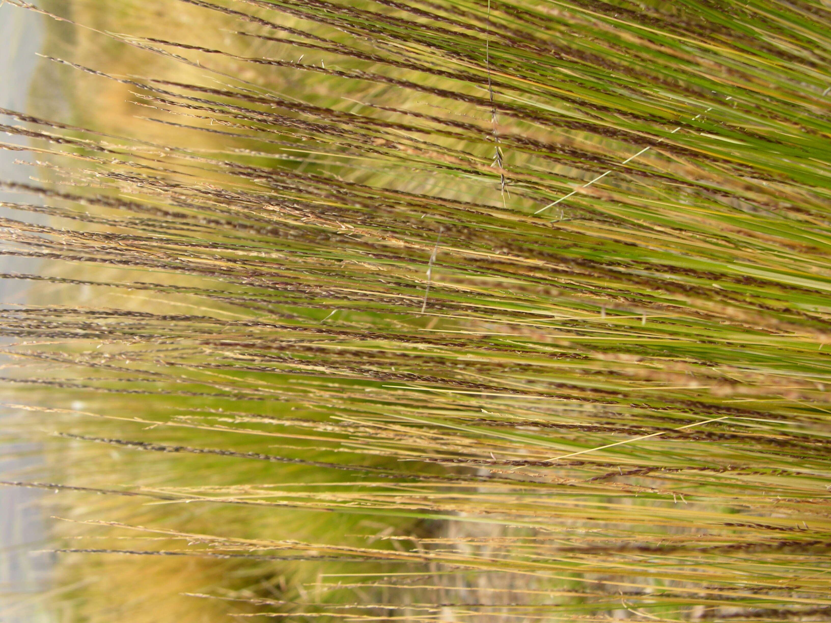 Imagem de Stipa obtusa (Nees & Meyen) Hitchc.