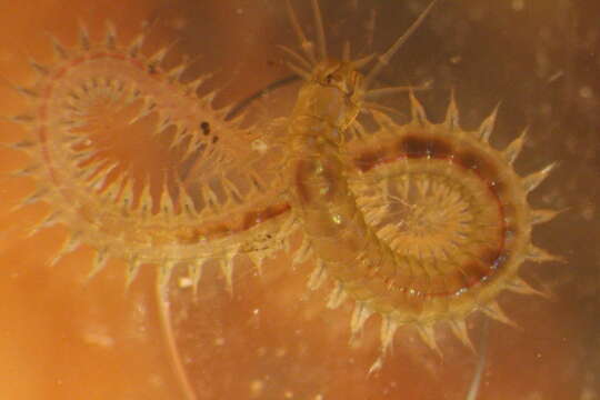 Image of Slender Ragworm