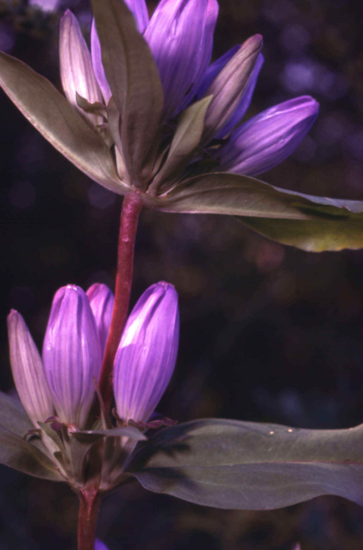 Image of closed bottle gentian