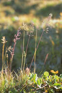 Image of Kentucky bluegrass