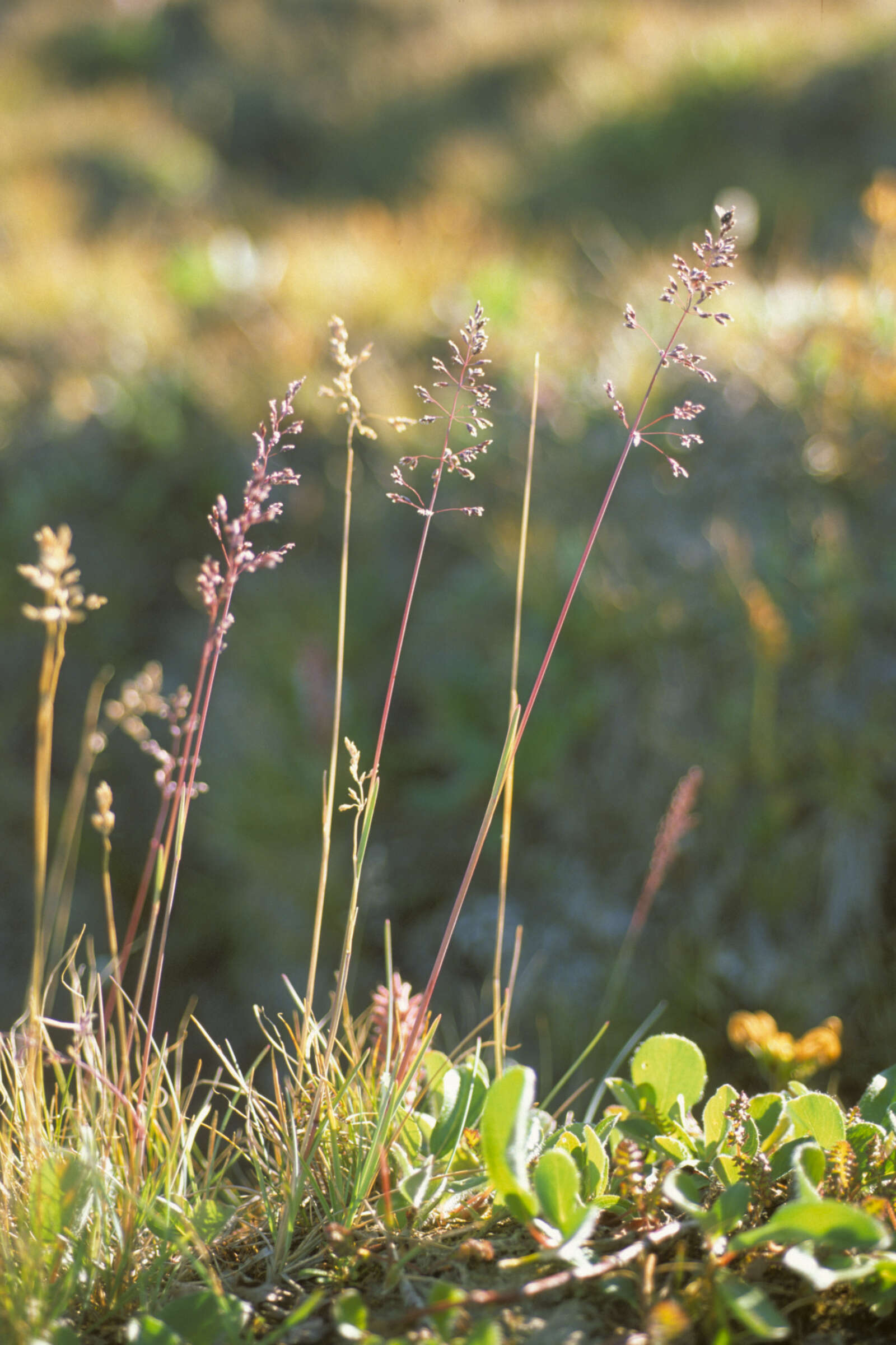 Image de Poa alpigena Lindm.