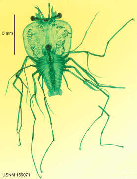 Image of Scyllarus Fabricius 1775