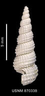 Image of Epitonium magellanicum (Philippi 1845)