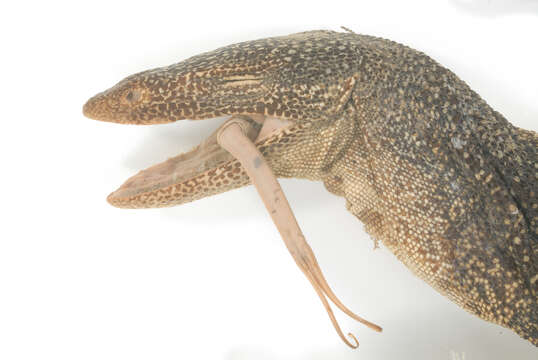 Image of Varanus caerulivirens Ziegler, Böhme & Philipp 1999