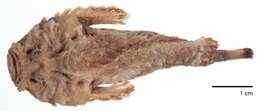 Image of Midget stonefish