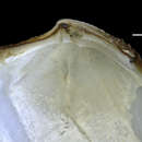 Image of Lucinoma lamellata (E. A. Smith 1881)