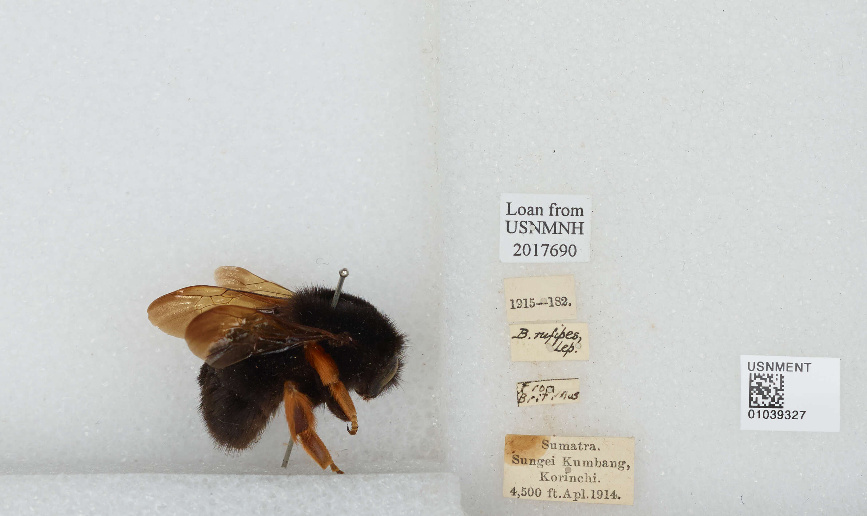 Image of Bombus rufipes Lepeletier 1836