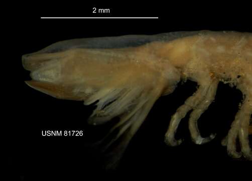 Image of Erichsonella attenuata (Harger 1873 ex Verrill, Smith & Harger 1873)