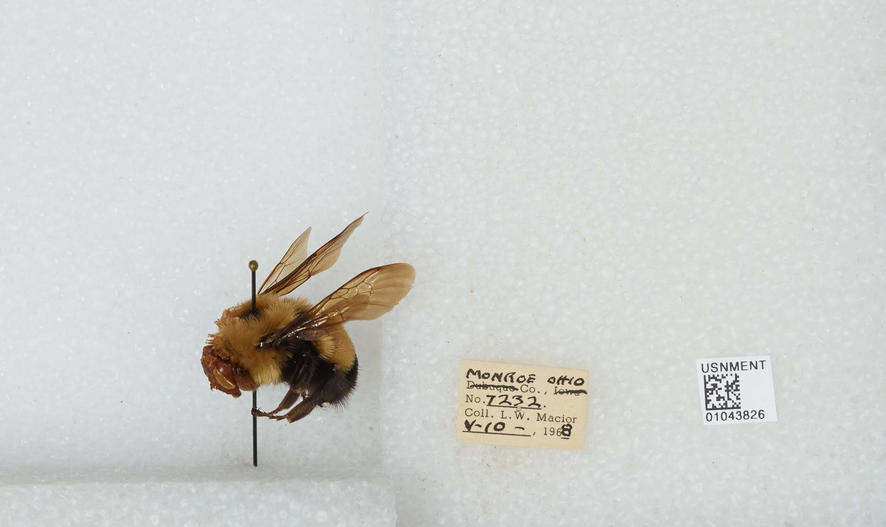 Слика од Bombus affinis Cresson 1864