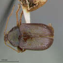 Plancia ëd Rhabdopterus angustipennis Schultz 1977