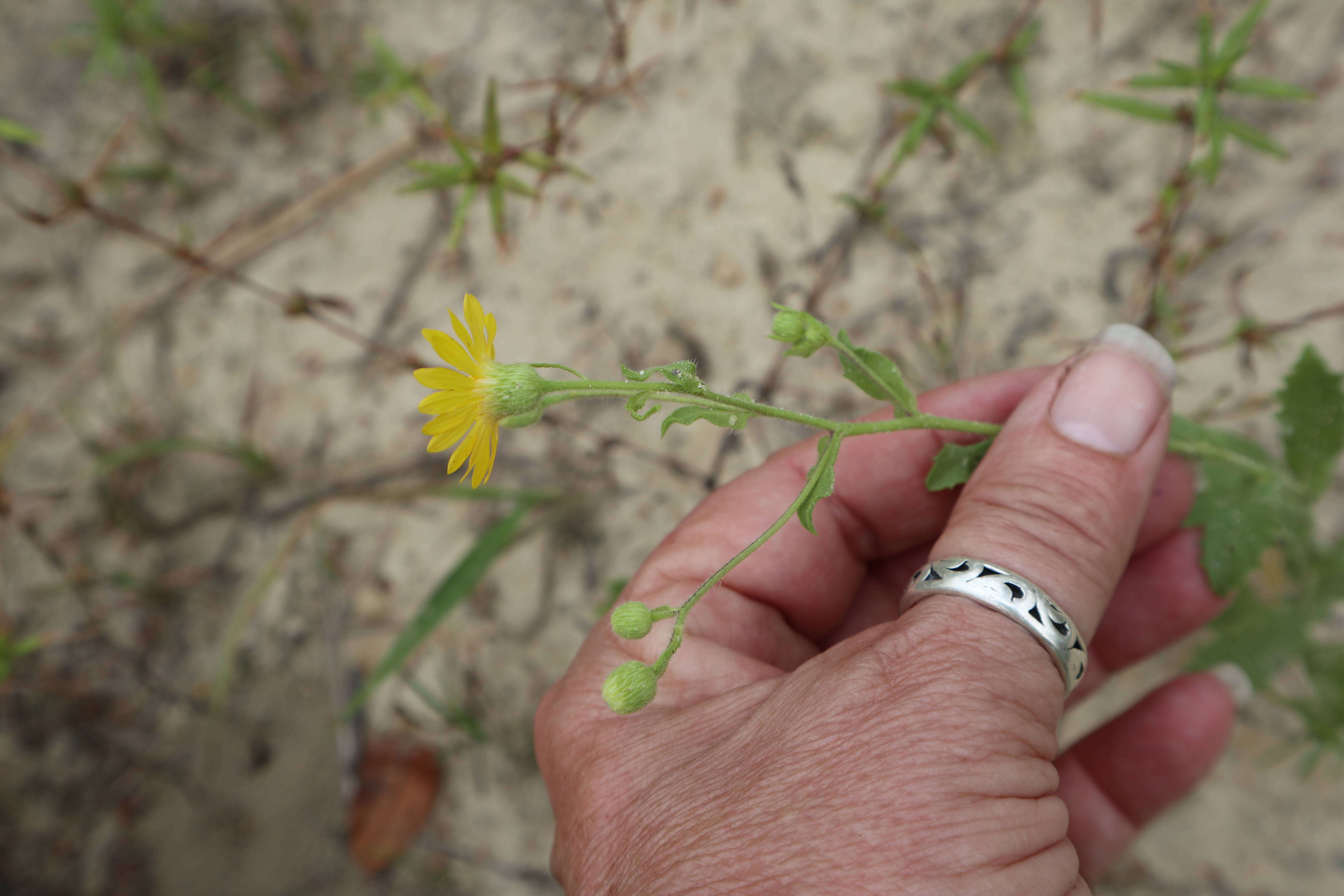 Image of camphorweed