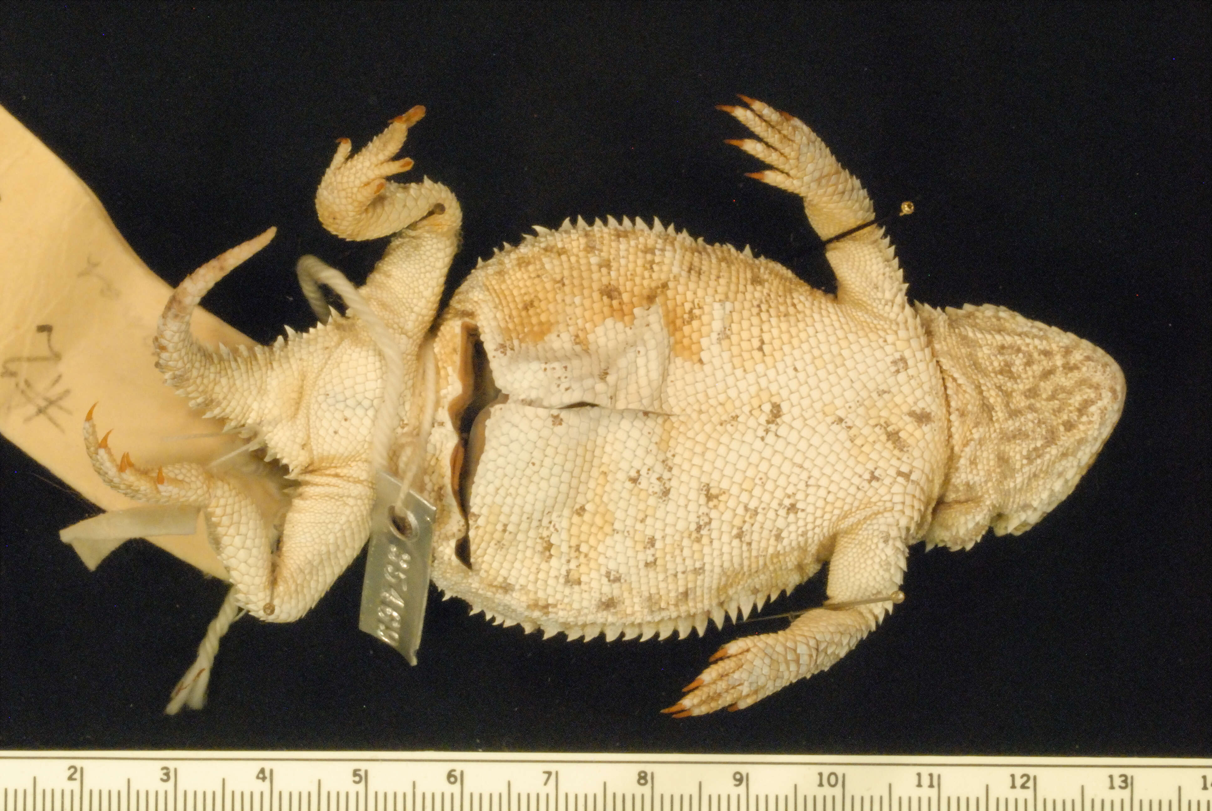 Image of Greater Short-horned Lizard