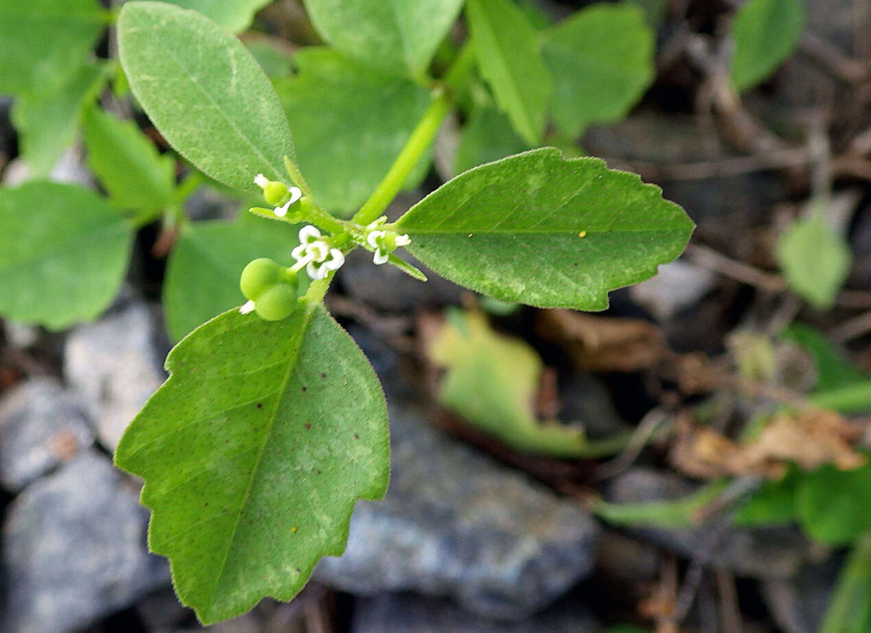 Image of grassleaf spurge