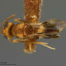 صورة Meromyzobia unifasciata Ashmead 1900